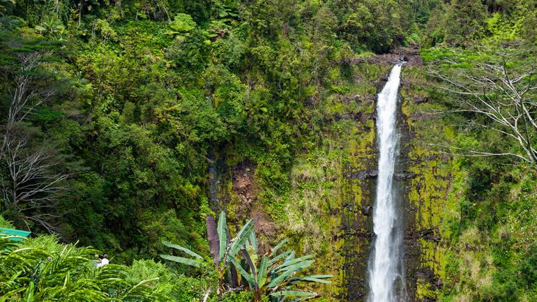 The 135-meter-tall cascade at Akaka Falls State Park in Hilo, Hawaii The 135-meter-tall cascade at Akaka Falls State Park in Hilo, Hawaii