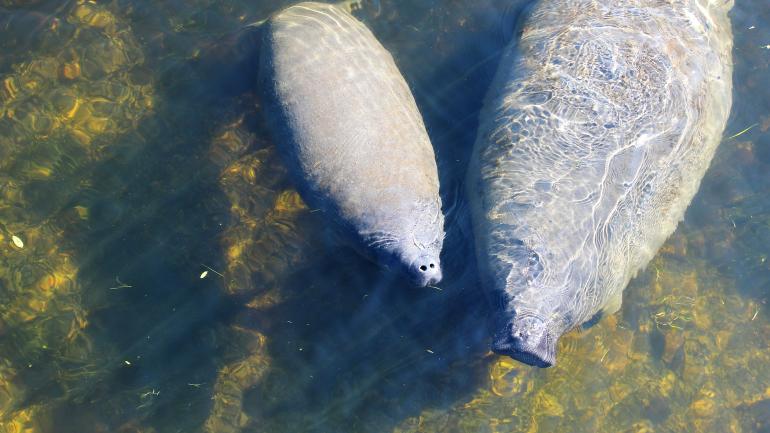 A manatee mother and calf, another favorite local wildlife sighting A manatee mother and calf, another favorite local wildlife sighting