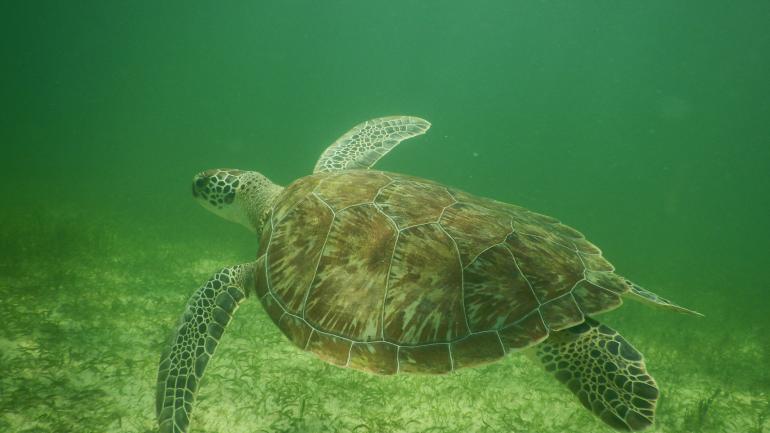 A green sea turtle, one of a number of marine creatures you might spot while snorkeling and diving in the Gulf of Mexico A green sea turtle, one of a number of marine creatures you might spot while snorkeling and diving in the Gulf of Mexico