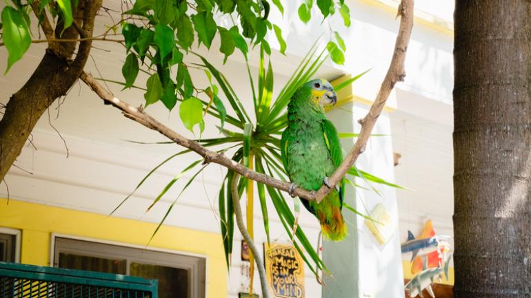 Parrot in Key West Parrot in Key West