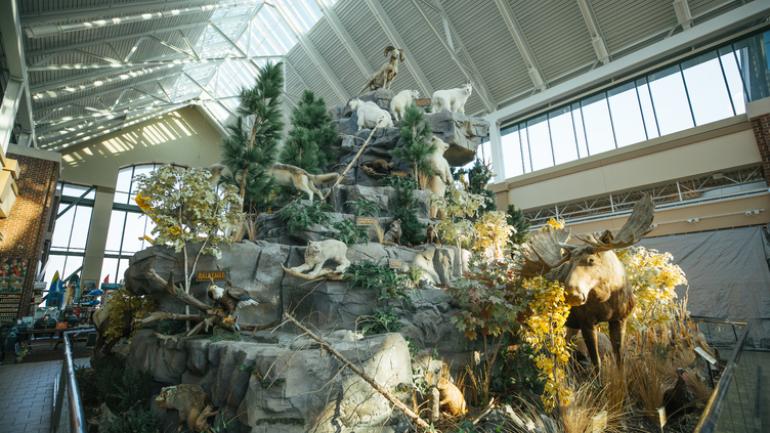 Scheel’s Scheel’s