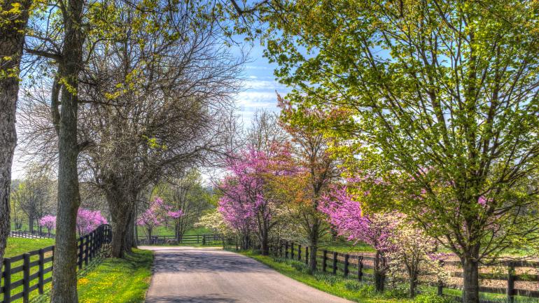 A flower-laden country road outside Lexington A flower-laden country road outside Lexington