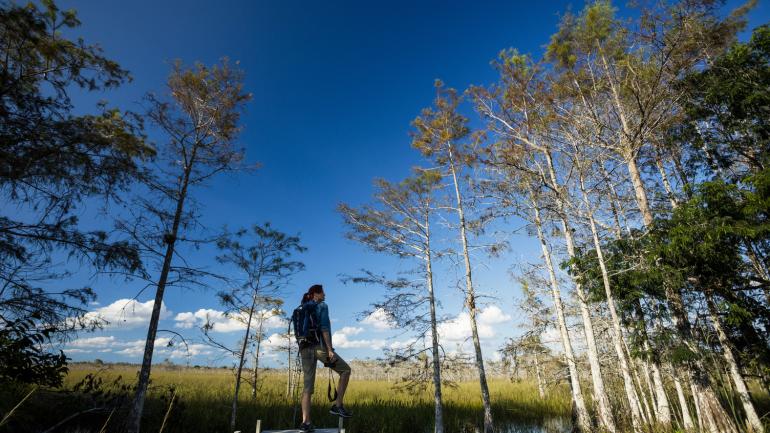 Caminhada por uma passarela em Everglades da Flórida, próximo a Naples Caminhada por uma passarela em Everglades da Flórida, próximo a Naples