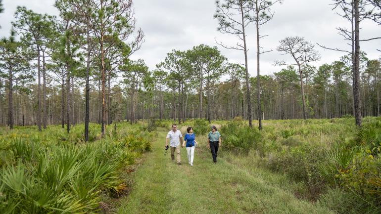 Caminhada de observação de pássaros no Jay B. Starkey Wilderness Park em New Port Richey, Flórida Caminhada de observação de pássaros no Jay B. Starkey Wilderness Park em New Port Richey, Flórida