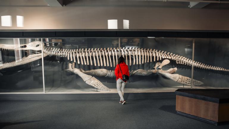 A mounted Kronasaurus at the Harvard Museum of Natural History A mounted Kronasaurus at the Harvard Museum of Natural History