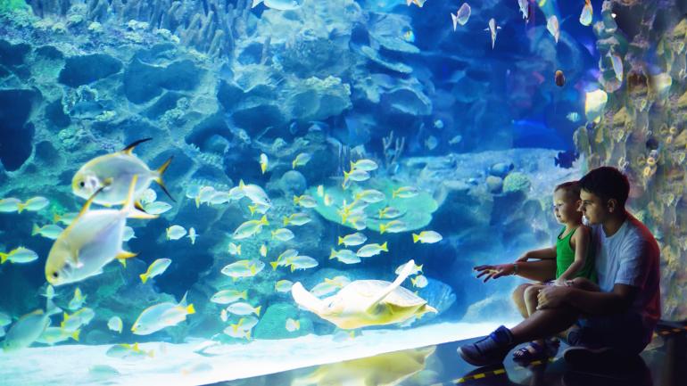 A father and son watch the marine life swim around in the Ocean Realm exhibit at the Adventure Aquarium A father and son watch the marine life swim around in the Ocean Realm exhibit at the Adventure Aquarium