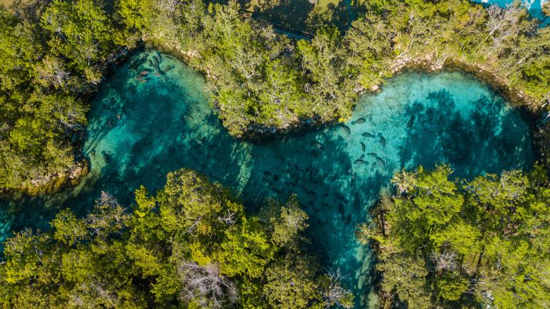 Seekühe an den Three Sisters Springs Seekühe an den Three Sisters Springs