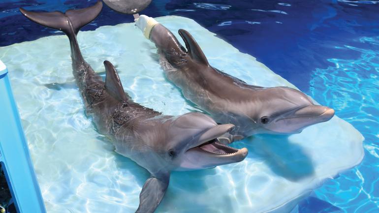 Winter and Hope, the famed dolphins of the Clearwater Marine Aquarium Winter and Hope, the famed dolphins of the Clearwater Marine Aquarium