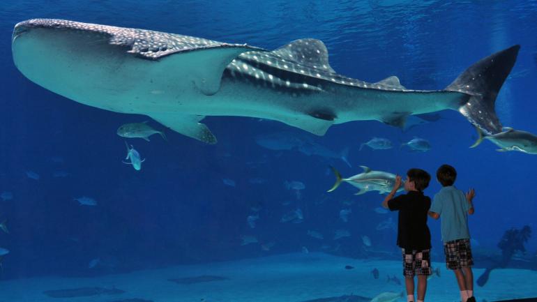 In awe of the whale sharks at the Georgia Aquarium In awe of the whale sharks at the Georgia Aquarium