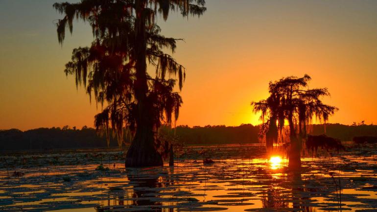 The sun peeking out from behind cypress trees on the Atchafalaya Basin The sun peeking out from behind cypress trees on the Atchafalaya Basin