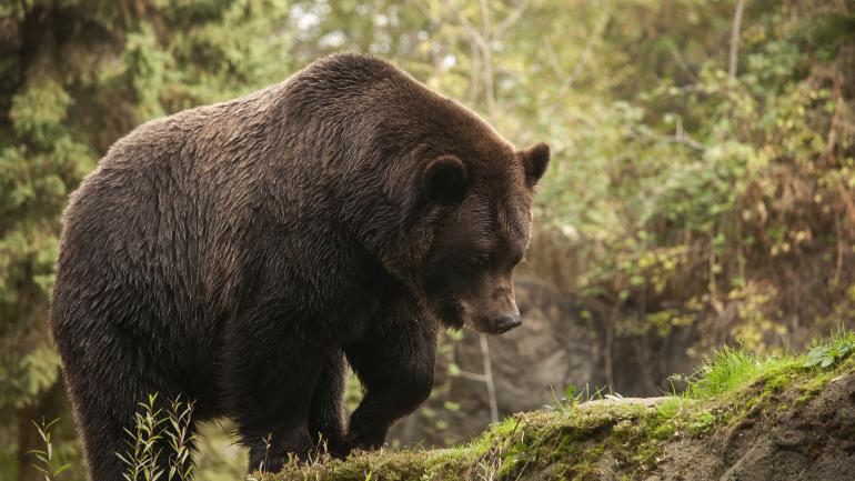 A brown bear in the Northern Trail exhibit, which mimics the natural habitat of the Alaskan tundra, at the Woodland Park Zoo A brown bear in the Northern Trail exhibit, which mimics the natural habitat of the Alaskan tundra, at the Woodland Park Zoo
