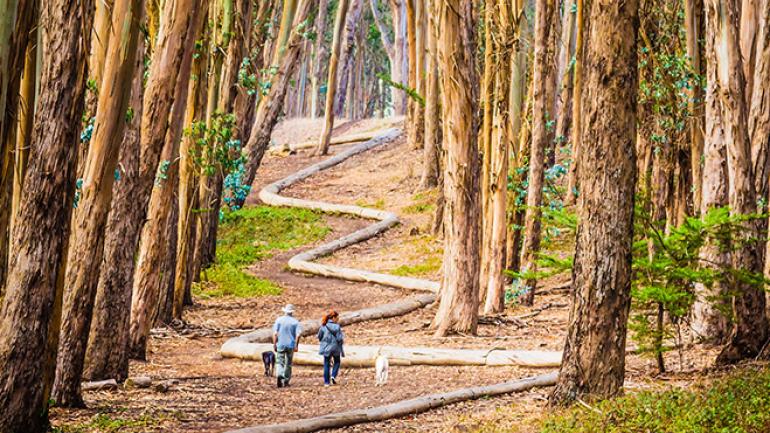 Strolling along The Wood Line art installation Strolling along The Wood Line art installation