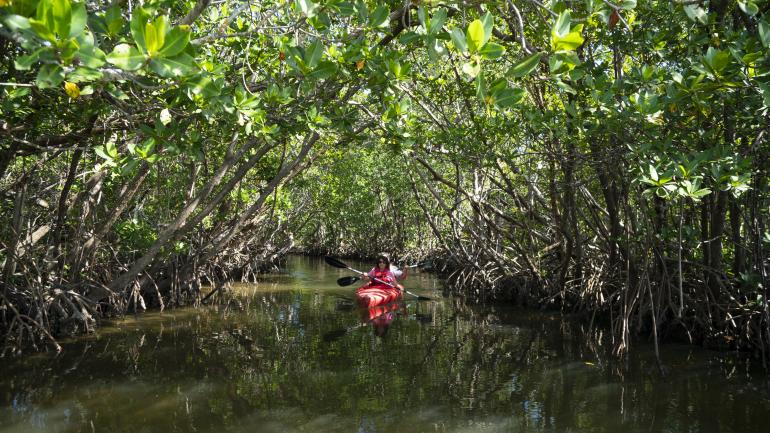 Passeio de caiaque pelos canais do mangue ao redor de Captiva Island, Flórida Passeio de caiaque pelos canais do mangue ao redor de Captiva Island, Flórida