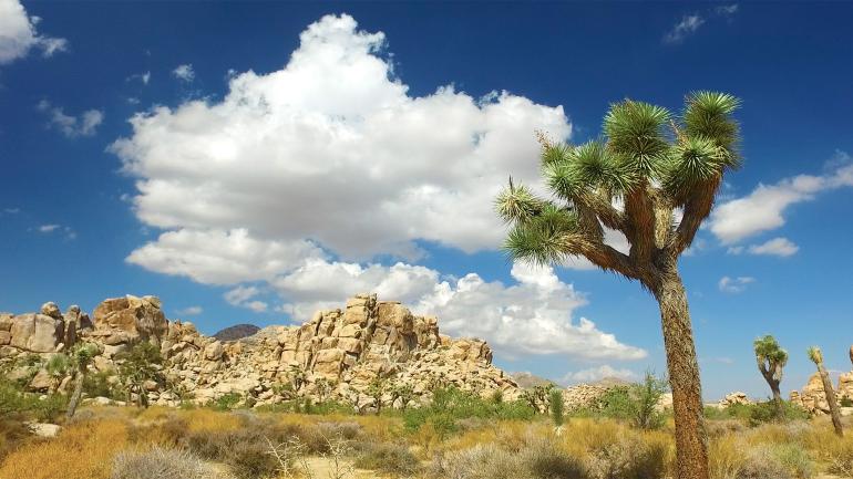 Joshua Tree National Park outside Palm Springs, California Joshua Tree National Park outside Palm Springs, California