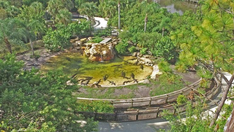 One of the alligator habitats at Gatorland in Orlando, Florida One of the alligator habitats at Gatorland in Orlando, Florida