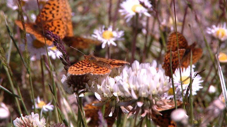 Papillons virevoltant sur les fleurs sauvages de Marys Peak Papillons virevoltant sur les fleurs sauvages de Marys Peak