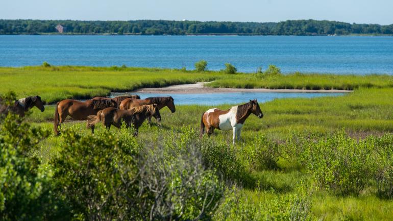 horses at Chincoteague & Assateague Islands horses at Chincoteague & Assateague Islands
