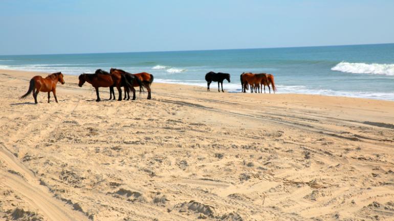 The famed wild horses roaming the beaches of Corolla The famed wild horses roaming the beaches of Corolla