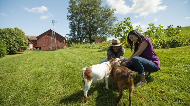 Petting goats at Yoder’s Amish Home in Millersburg, Ohio Petting goats at Yoder’s Amish Home in Millersburg, Ohio