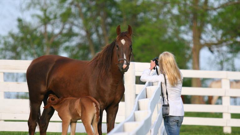 An unforgettable photo opportunity during a saddlebred horse farm tour An unforgettable photo opportunity during a saddlebred horse farm tour
