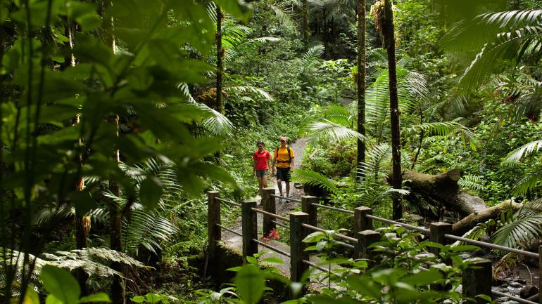 Hiking through the rainforest in El Yunque National Forest Hiking through the rainforest in El Yunque National Forest