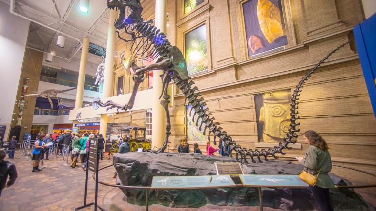 Dinosaurs among the exhibits at Denver Museum of Nature & Science Dinosaurs among the exhibits at Denver Museum of Nature & Science