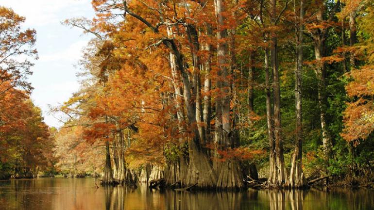 Un día de otoño tranquilo en Fourche Creek Wetlands Un día de otoño tranquilo en Fourche Creek Wetlands