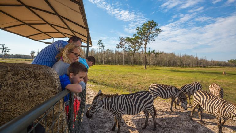 Encontro com uma zebra no Safari Wilderness Ranch Encontro com uma zebra no Safari Wilderness Ranch