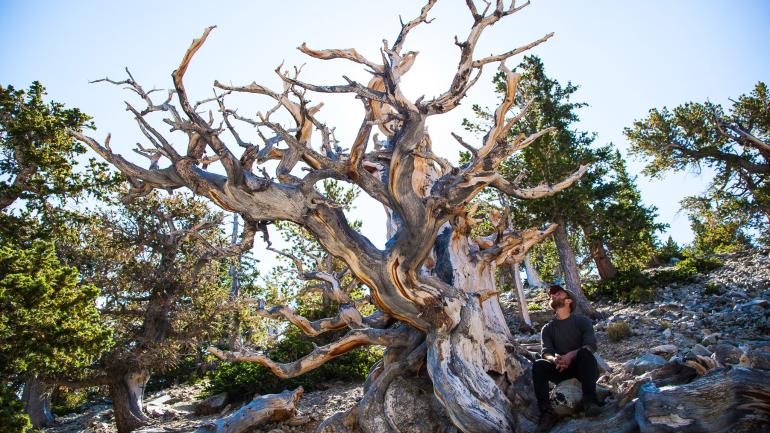 A bristlecone pine tree in Great Basin National Park A bristlecone pine tree in Great Basin National Park