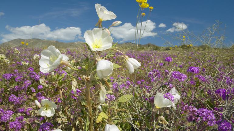 Desert lilies and other wildflowers blooming in Anza-Borrego Desert State Park Desert lilies and other wildflowers blooming in Anza-Borrego Desert State Park