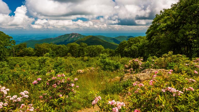 Mountain laurel framing a gorgeous view in Shenandoah National Park Mountain laurel framing a gorgeous view in Shenandoah National Park