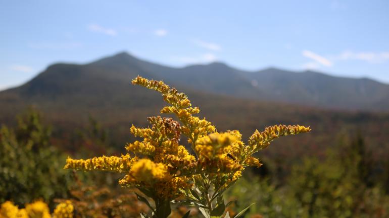 Goldenrod blooms in Green Mountain National Forest Goldenrod blooms in Green Mountain National Forest