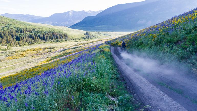 Colorful flowers alongside a dirt road in the Gunnison Valley near Crested Butte Colorful flowers alongside a dirt road in the Gunnison Valley near Crested Butte