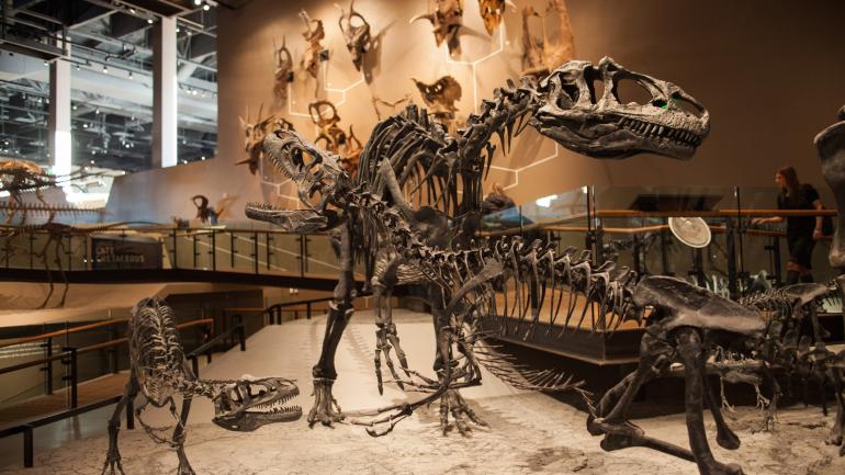 Dinosaur exhibits at the Natural History Museum of Utah in Salt Lake City Dinosaur exhibits at the Natural History Museum of Utah in Salt Lake City