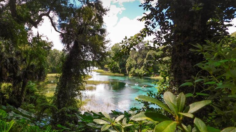 A group of kayakers seen through the lush foliage surrounding Rainbow Springs A group of kayakers seen through the lush foliage surrounding Rainbow Springs
