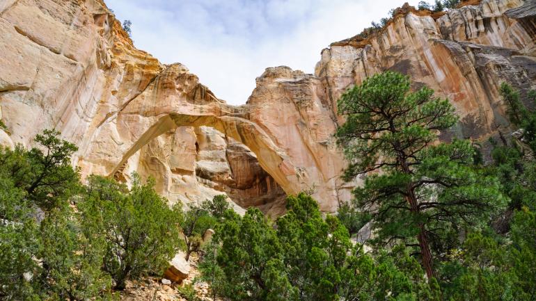 Towering trees and rock formations at El Malpais National Monument Towering trees and rock formations at El Malpais National Monument