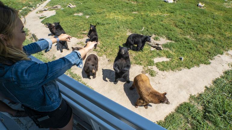 Greeting bears on the wildlife excursion at Yellowstone Bear World Greeting bears on the wildlife excursion at Yellowstone Bear World
