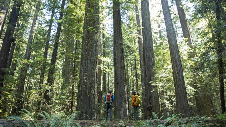 Des randonneurs émerveillés par les majestueux séquoias des Redwood National and State Parks Des randonneurs émerveillés par les majestueux séquoias des Redwood National and State Parks