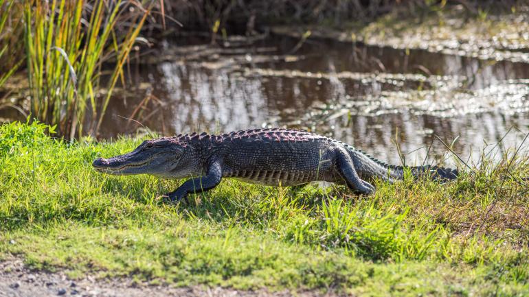 An alligator spotted along Pintail Wildlife Drive An alligator spotted along Pintail Wildlife Drive