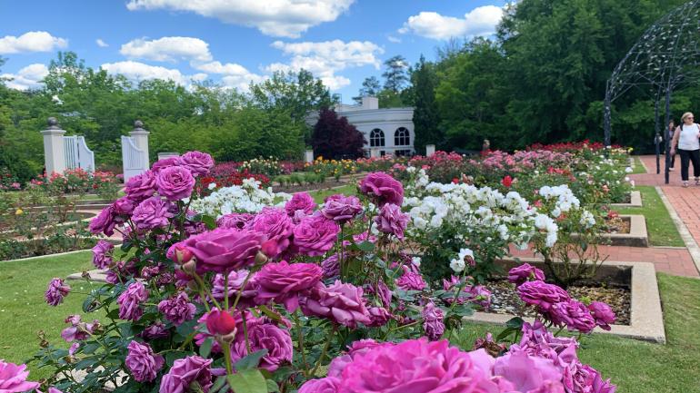 Colorful roses in bloom at the Birmingham Botanical Gardens in Alabama Colorful roses in bloom at the Birmingham Botanical Gardens in Alabama