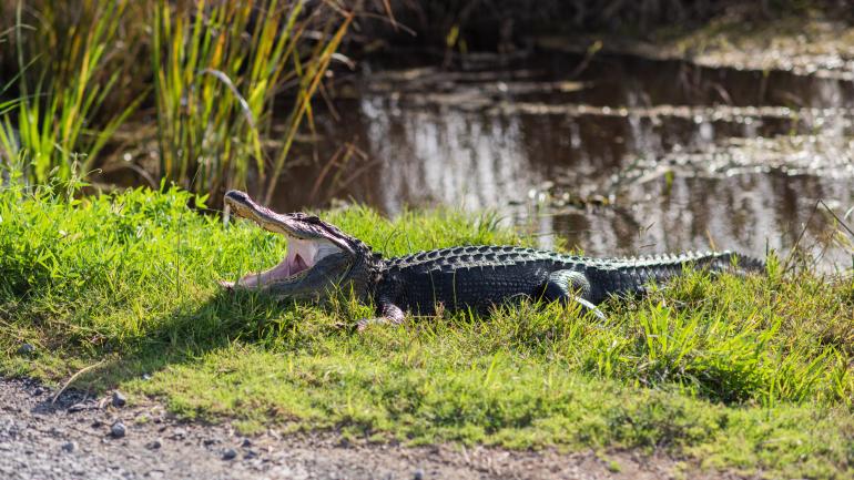 An American alligator, one of the many species of animals that live in Louisiana's waterways An American alligator, one of the many species of animals that live in Louisiana's waterways