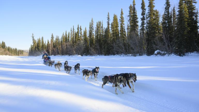Dog sledding down a tree-lined trail in Fairbanks Dog sledding down a tree-lined trail in Fairbanks