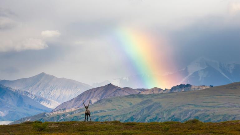 Viewing the majestic wildlife and mountain peaks of Denali National Park Viewing the majestic wildlife and mountain peaks of Denali National Park