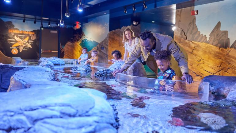Hands-on marine life encounters at the Pacific Northwest Rockpool exhibit in the SEA LIFE aquarium Hands-on marine life encounters at the Pacific Northwest Rockpool exhibit in the SEA LIFE aquarium