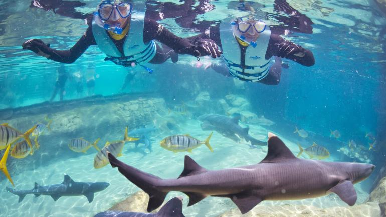 An up-close encounter with sharks at Discovery Cove An up-close encounter with sharks at Discovery Cove