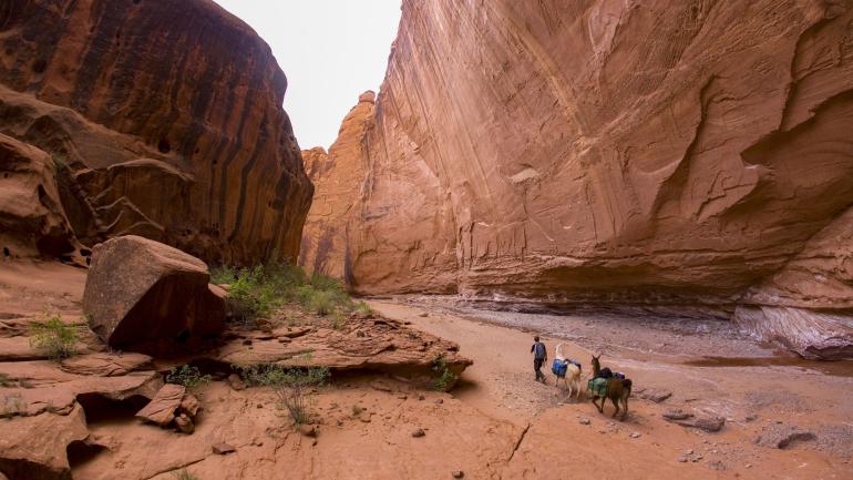 Trekking through the red-rock landscapes of Utah’s Capitol Reef National Park Trekking through the red-rock landscapes of Utah’s Capitol Reef National Park