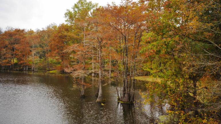 Fall colors decorate the waterways of Black Bayou National Wildlife Refuge in Monroe, Louisiana Fall colors decorate the waterways of Black Bayou National Wildlife Refuge in Monroe, Louisiana