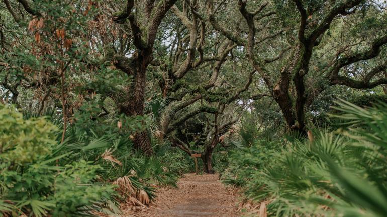 Storied live oak trees line a path to the beach on Cumberland Island Storied live oak trees line a path to the beach on Cumberland Island