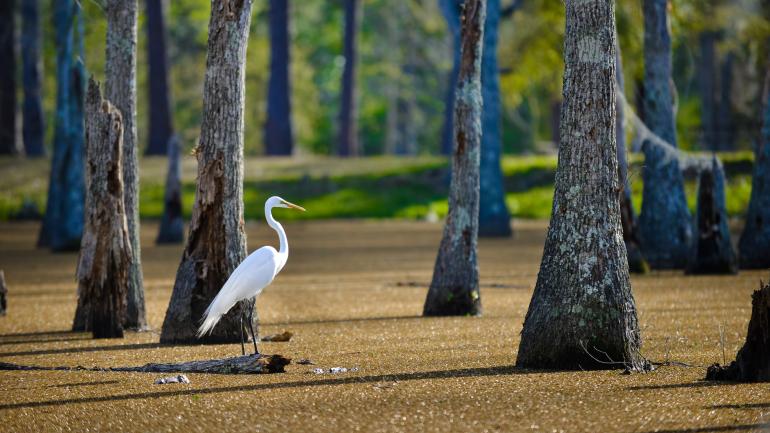 The serene bayous at Sam Houston Jones State Park The serene bayous at Sam Houston Jones State Park