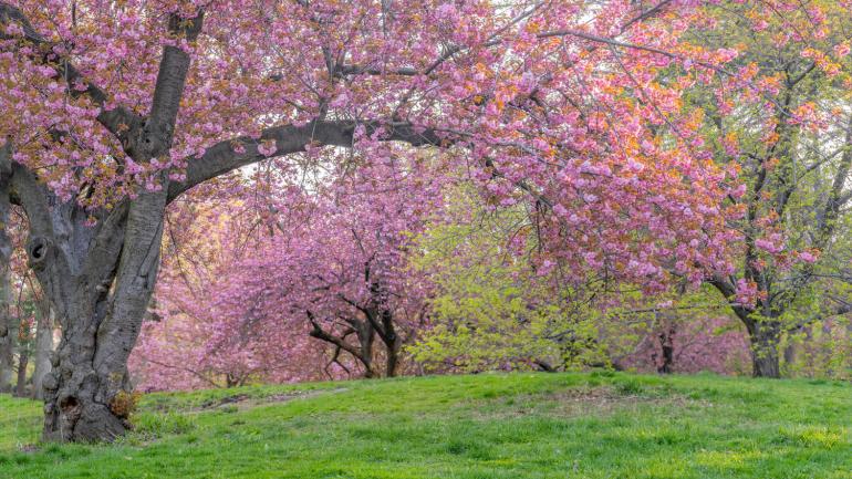 Cherry blossoms in Central Park’s Conservatory Garden Cherry blossoms in Central Park’s Conservatory Garden